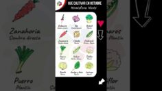 Privado: [ID: tD4Zw2iNBxA] Youtube Automatic