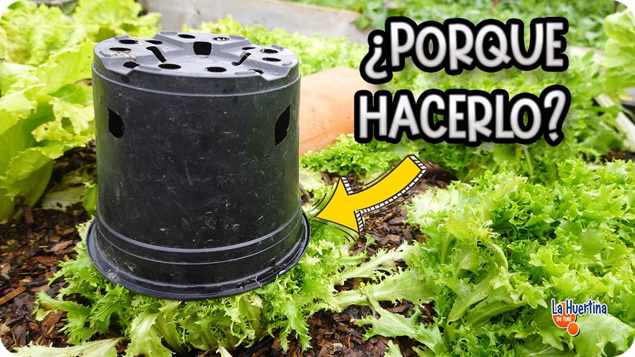 Precargar imagen