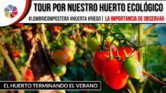 Privado: [ID: WzguriY9OWA] Youtube Automatic