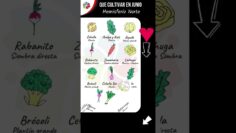 Privado: [ID: Y1wO_e_M40A] Youtube Automatic