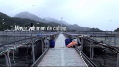 [ID: 32imy1K06Nw] Youtube Automatic