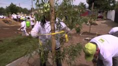 [ID: -9Q1ecoxmw8] Youtube Automatic