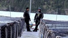 [ID: GaK8iNOSjoo] Youtube Automatic