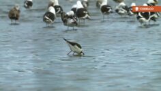 [ID: IbhN8EbY6LA] Youtube Automatic