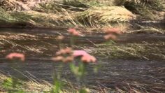 [ID: LBGLRWK57M8] Youtube Automatic