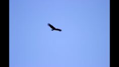 [ID: pxS0rt9sZ8g] Youtube Automatic