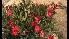 [ID: qcpLYI7O2-o] Youtube Automatic