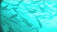 [ID: RxDXg8Iis6E] Youtube Automatic