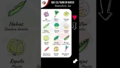 Privado: [ID: AGviJtNMutg] Youtube Automatic