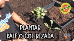 Privado: [ID: Dc5Arp9-R2g] Youtube Automatic