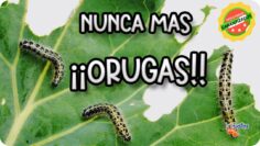 Privado: [ID: dthxLJ22rbk] Youtube Automatic