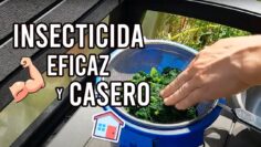 Privado: [ID: TQMMmdn-kKQ] Youtube Automatic