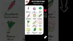 Privado: [ID: veB7AJoqVh8] Youtube Automatic