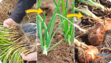 Privado: [ID: vX7rKi5VJao] Youtube Automatic