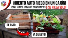 Privado: [ID: DB07Zv3ELYY] Youtube Automatic