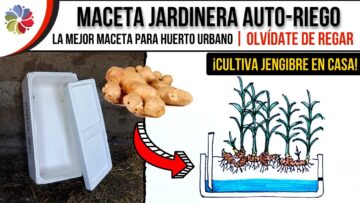 Privado: [ID: LUAEBkrwD9Y] Youtube Automatic