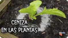 Privado: [ID: Rihk-4P1WJs] Youtube Automatic