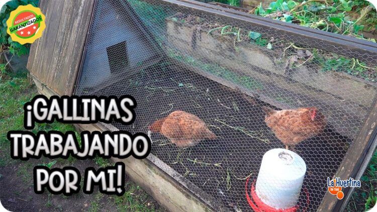 Privado: [ID: Vk83u1i9oXY] Youtube Automatic