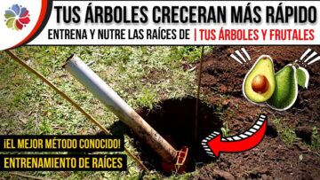 Privado: [ID: Z7XJ5VxXTEk] Youtube Automatic