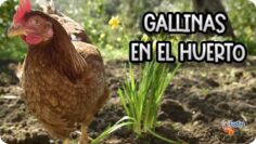 Privado: [ID: 80jOigbpyzo] Youtube Automatic