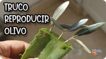 Privado: [ID: a7_b8IggAtI] Youtube Automatic