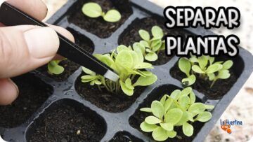 Privado: [ID: YV6G1v6OzjM] Youtube Automatic