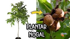 Privado ID AFZL5QAkRL4 Youtube Automatic