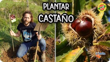 Privado: [ID: qaNOh32P_TQ] Youtube Automatic