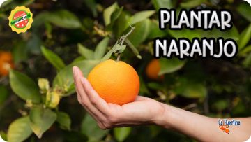 Privado: [ID: EryQk2gPYvs] Youtube Automatic