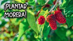 Privado: [ID: FjuGsfUlSIA] Youtube Automatic