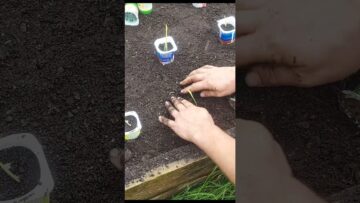 Privado: [ID: L5eLhPpZAD0] Youtube Automatic