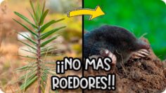 Privado: [ID: skj-kwr-_20] Youtube Automatic