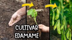 Privado: [ID: C7PHkhGomtM] Youtube Automatic