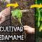 Privado: [ID: C7PHkhGomtM] Youtube Automatic