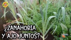 Privado: [ID: NZCtd8xH2y8] Youtube Automatic