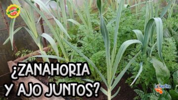 Privado: [ID: NZCtd8xH2y8] Youtube Automatic