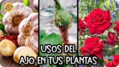 Privado: [ID: lEPWjHx3eJw] Youtube Automatic