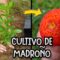 Privado: [ID: MRcftJP-r1w] Youtube Automatic