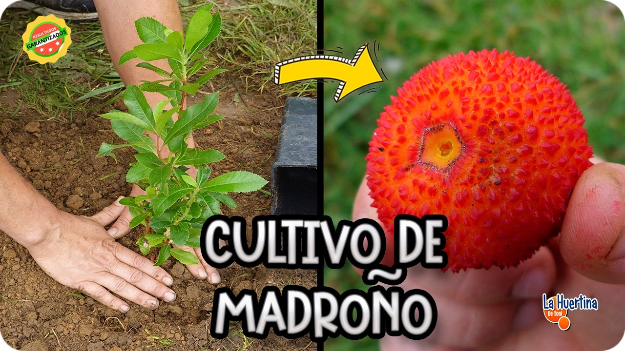 Precargar imagen