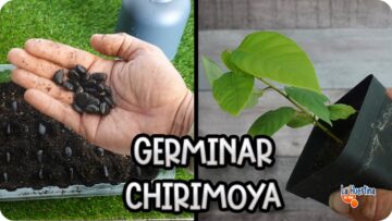 Privado: [ID: g4fDIot7eNM] Youtube Automatic