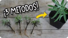 Privado: [ID: dgkxEdjswrk] Youtube Automatic