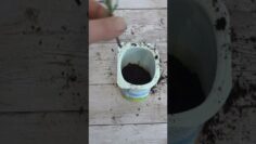 Privado: [ID: GLq7Qaokxb0] Youtube Automatic