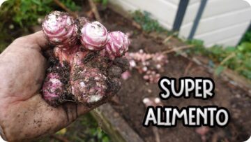 Privado: [ID: RIjf3VlyA18] Youtube Automatic