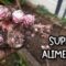 Privado: [ID: RIjf3VlyA18] Youtube Automatic