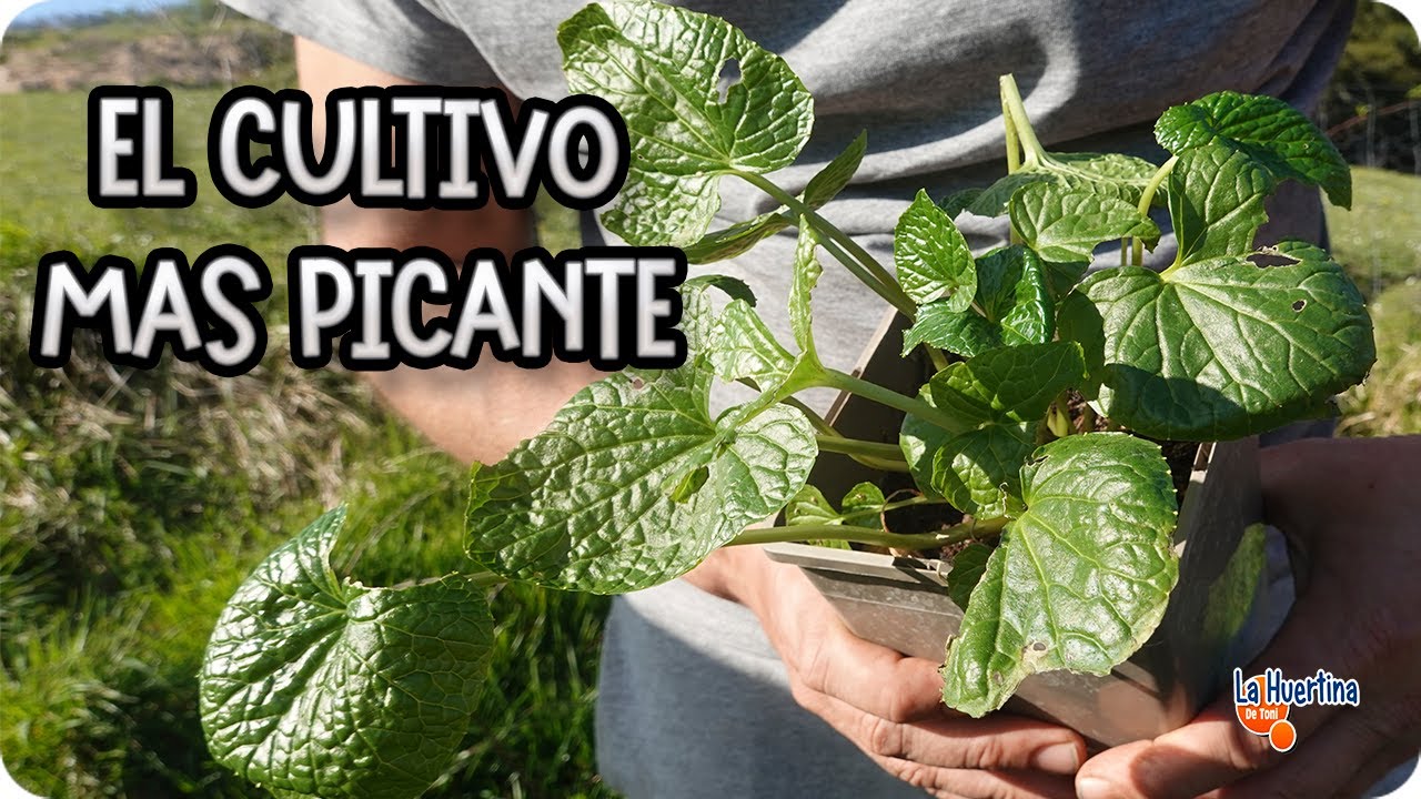 Imagen de video
