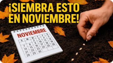 [ID: hJEd3xKJ-pQ] Youtube Automatic