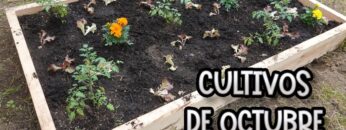 [ID: qkSCrOtLjkA] Youtube Automatic