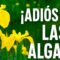 [ID: _sacxz9sd_s] Youtube Automatic