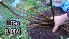 [ID: 2S4Q2Ss6qRk] Youtube Automatic