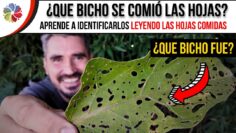 [ID: bJKsz3XAZPQ] Youtube Automatic